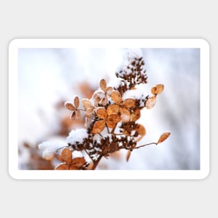 winter flowers Sticker